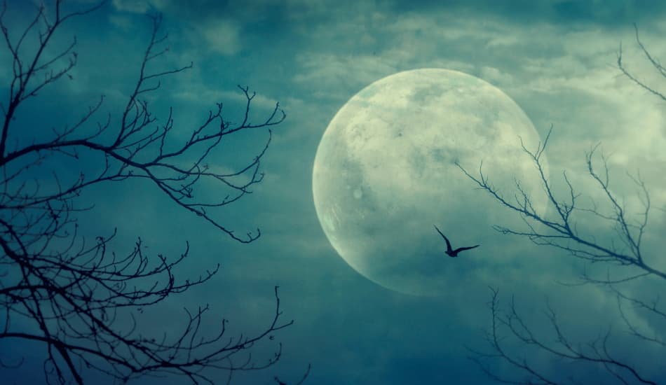 A haunting scene of a full moon rising above a dark forest, with skeletal trees and a lone bird in flight.