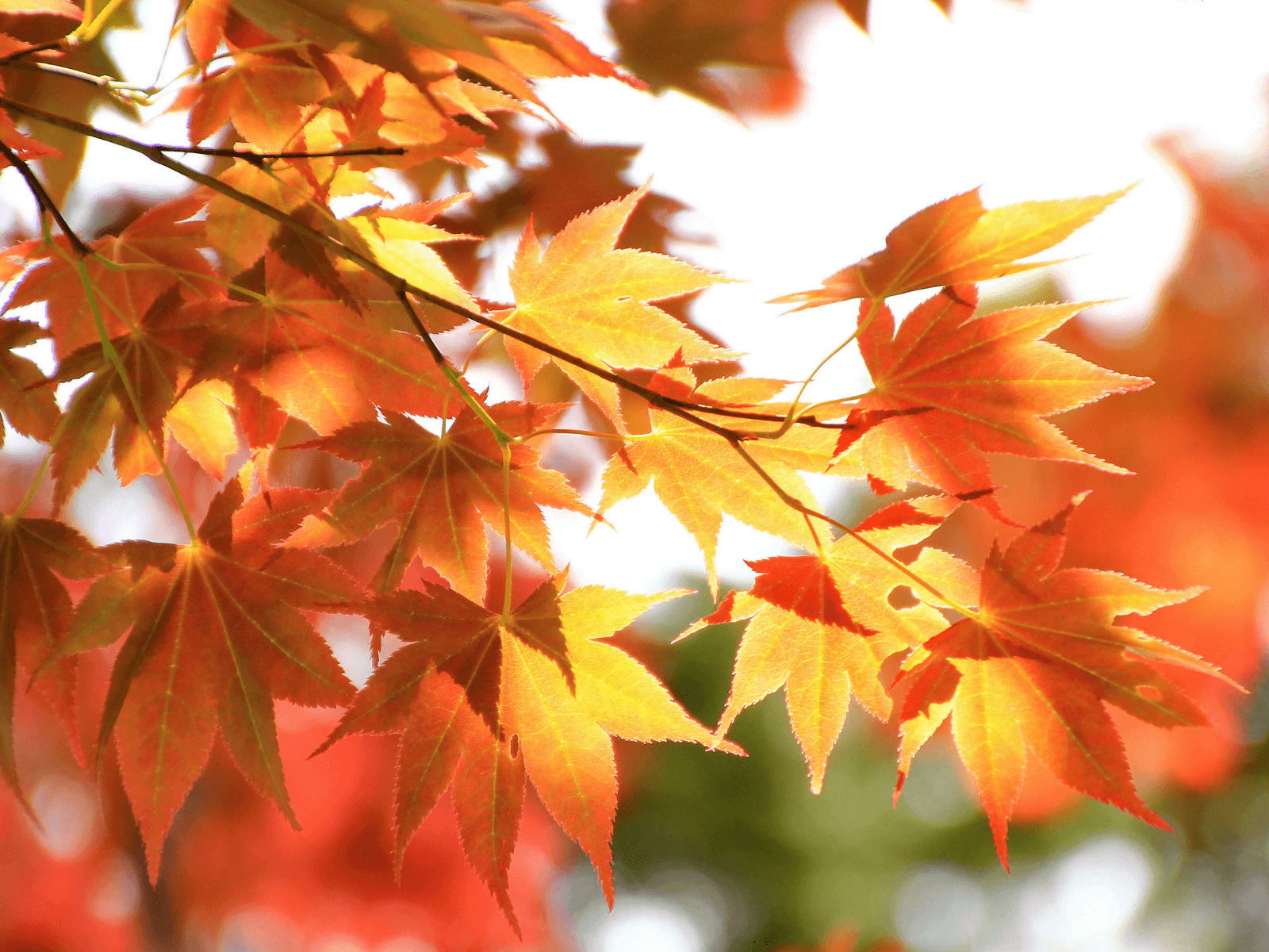 Close-up of vibrant orange and red maple leaves against a blurred background.
