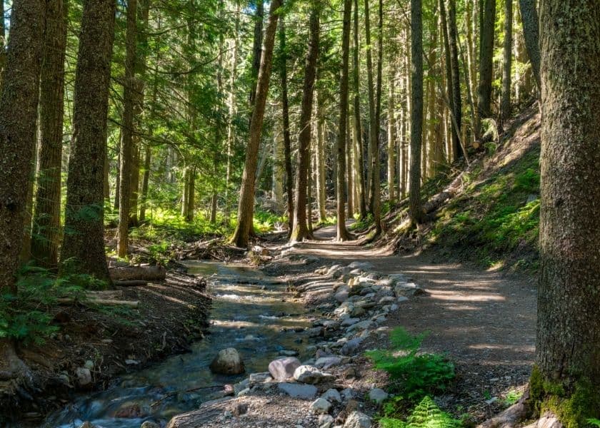 A serene forest pathway alongside a gently flowing stream. A serene forest pathway alongside a gently flowing stream.