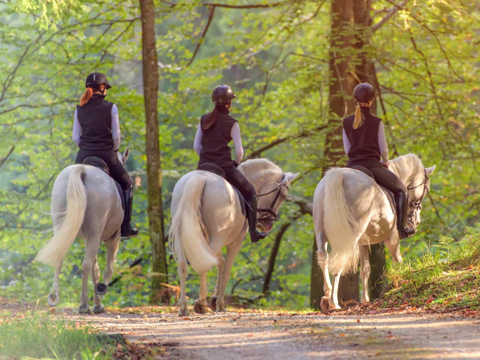 Three riders on white horses walk along a forest path.