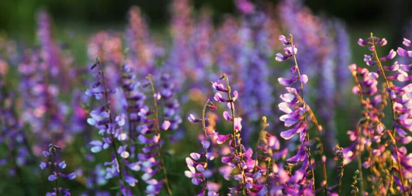 A field of vibrant purple and lilac flowers swaying gently in the breeze.