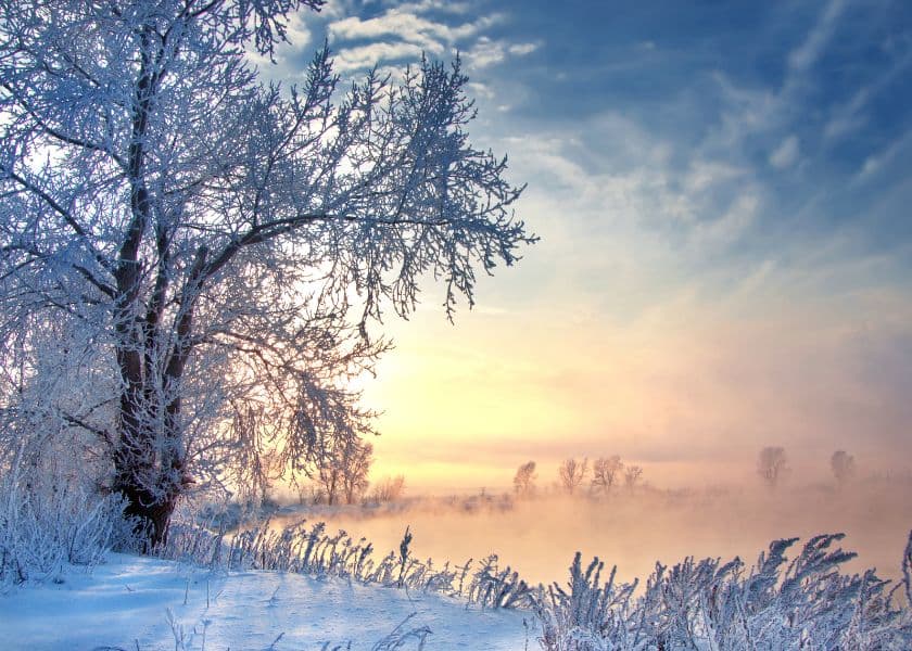 winter landscape with frost-covered trees, snowy ground, soft mist, and a pastel sunrise sky